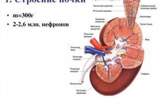 Пиелонефрит у детей до года: причины воспаления почек и методы лечения