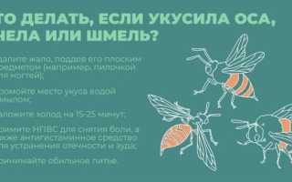 О том, как уберечься от укусов пчел, ос, шершней