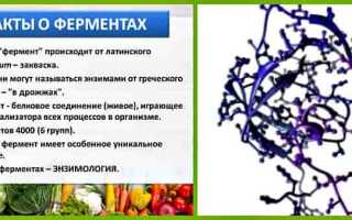 Что такое ферменты и их значение для здоровья