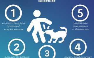 Что нужно делать, если укусила собака
