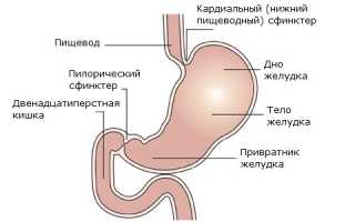 Пищеварительная система человека — строение и функции