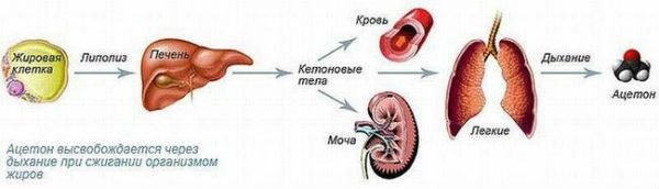 схема образования ацетона в организме