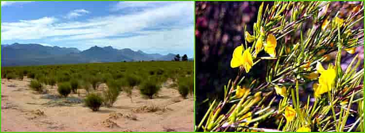 чай ройбуш в естественной среде