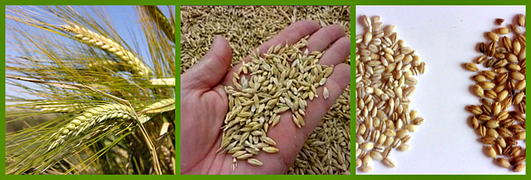 из какого злака ячменная крупа