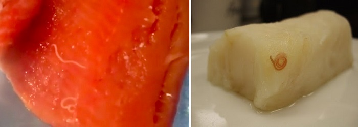 Анизакиды в мясе белок и красной морской рыбы
