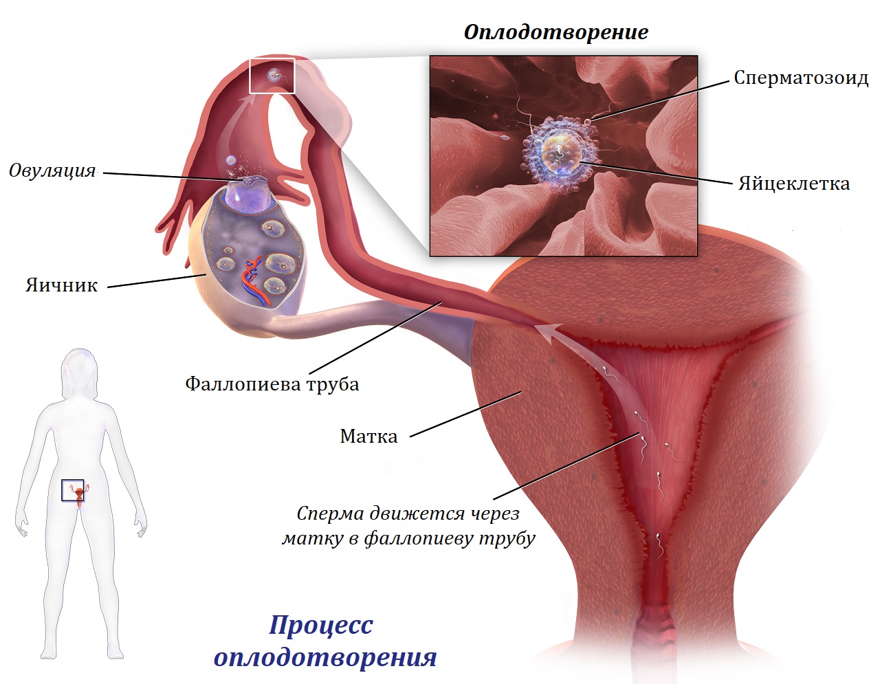 Схема оплодотворения у человека
